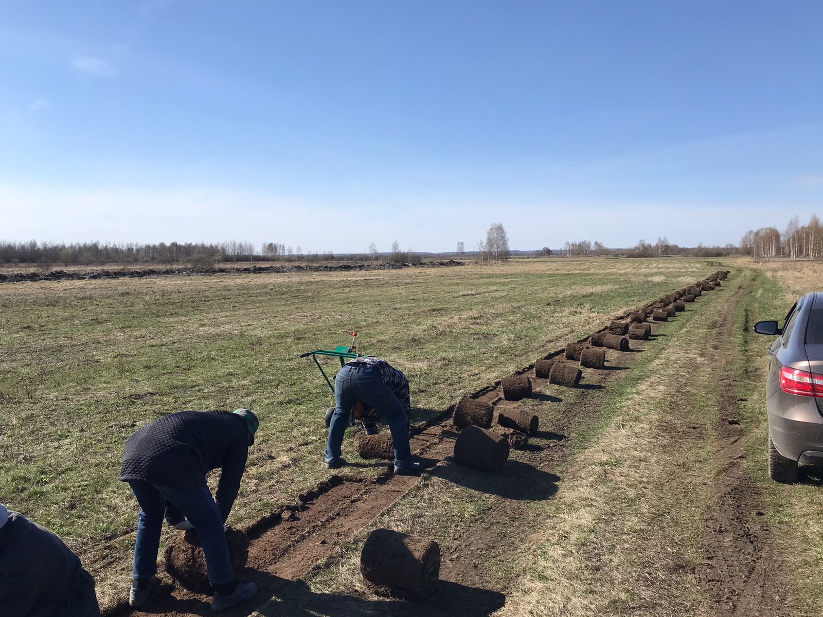 Промышленная заготовка дёрна в поле